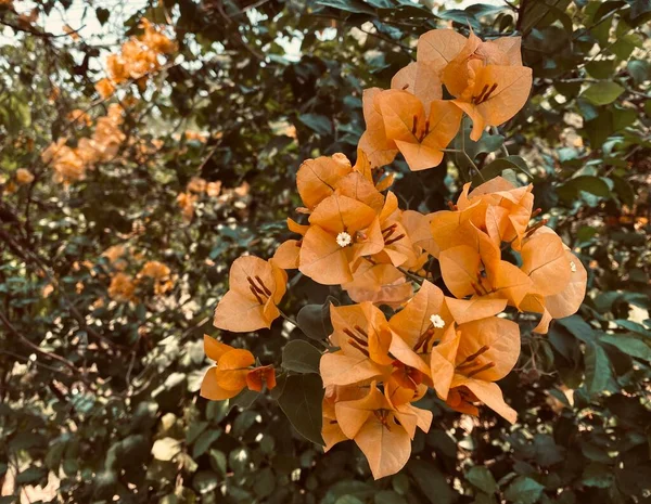 Orange bougainvillea, bougainvillea flower, orange bougainvillea, orange flower, It\'s a beautiful looking flower. colorful It is an ornamental tree native to tropical regions.makes you feel refreshed.