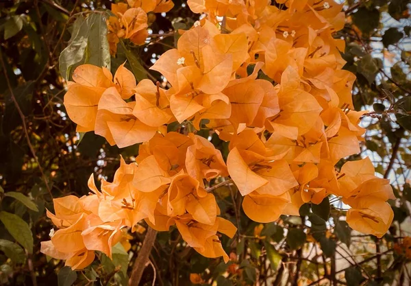 Orange bougainvillea, bougainvillea flower, orange bougainvillea, orange flower, It\'s a beautiful looking flower. colorful It is an ornamental tree native to tropical regions.makes you feel refreshed.