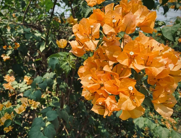 Orange Bougainvillea Bougainvillea Blomma Orange Bougainvillea Apelsinblomma Det Vacker Blomma — Stockfoto