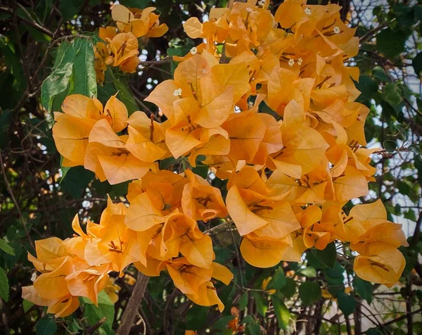 Orange Bougainvillea Bougainvillea Blomma Orange Bougainvillea Apelsinblomma Det Vacker Blomma — Stockfoto