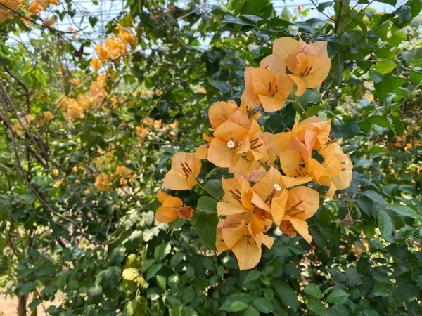オレンジブーゲンビリア ブーゲンビリアの花 オレンジブーゲンビリア オレンジの花 それは美しい外観の花です カラフルな熱帯地方原産の観賞用の木です — ストック写真
