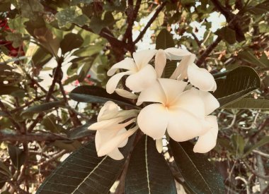 Beyaz Frangipani, Beyaz Plumeria, Tapınak Ağacı, Mezarlık Ağacı, Bahçede açan çiçekler Güzel görünüyor, Frangipani, Plumeria, Tapınak Ağacı, Mezarlık Ağacı.