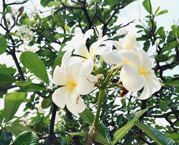 White Frangipani White Plumeria Temple Tree Graveyard Tree Flowers Blooming — Stock Photo, Image
