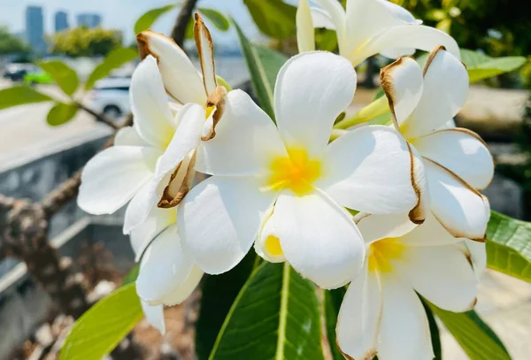 ขาว Frangipani เมอเร ขาว นไม Graveyard นไม ดอกไม บานในสวนด สวยงาม — ภาพถ่ายสต็อก