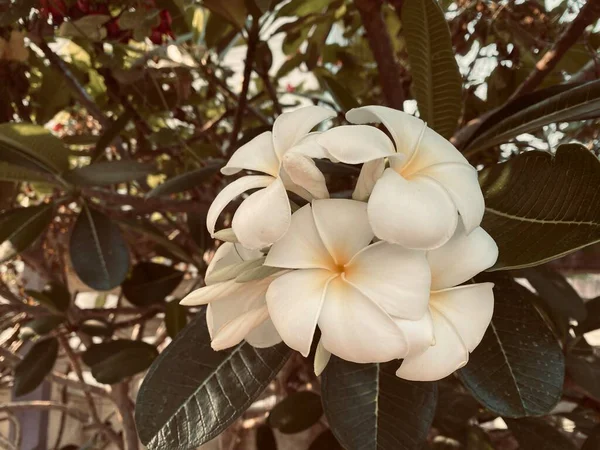Branco Frangipani Plumeria Branco Árvore Templo Árvore Cemitério Flores Que — Fotografia de Stock