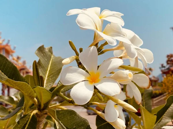 Frangipani Blanco Plumeria Blanca Árbol Del Templo Árbol Del Cementerio —  Fotos de Stock