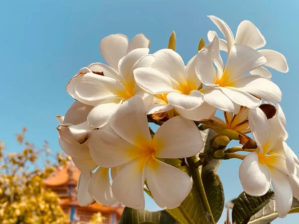White Frangipani White Plumeria Temple Tree Graveyard Tree Flowers Blooming — Stock Photo, Image