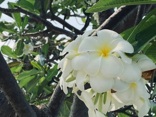 Białe Frangipani Biała Plumeria Drzewo Świątynne Drzewo Cmentarne Kwiaty Kwitnące — Zdjęcie stockowe