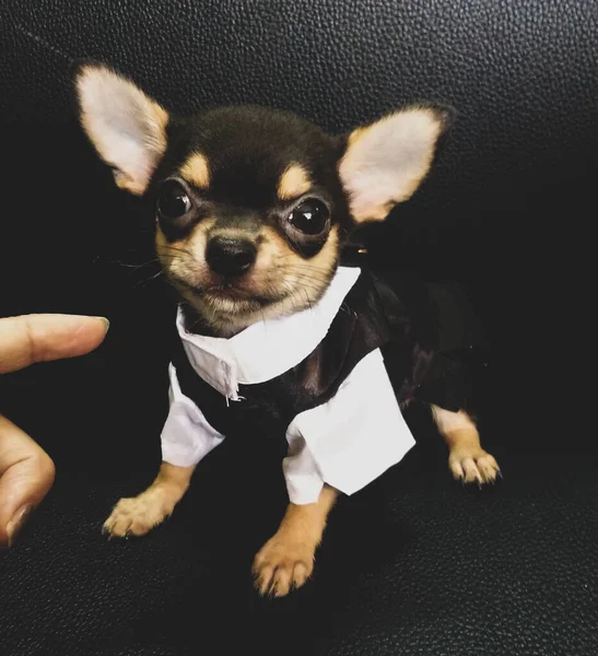 Portrett Morsomme Dyr Chihuahua Morsom Hund Valp Chihuahua Attraktiv Sjarmerende – stockfoto