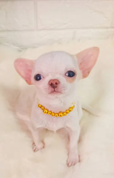 Portrait Lustige Tiere Eines Chihuahua Lustigen Hundewelpen Chihuahua Sind Attraktiv — Stockfoto