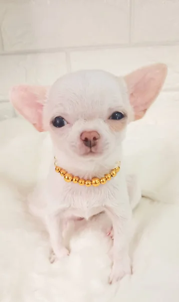 Πορτρέτο Αστεία Ζώα Ενός Chihuahua Αστείο Σκυλάκι Κουτάβι Chihuahua Είναι — Φωτογραφία Αρχείου
