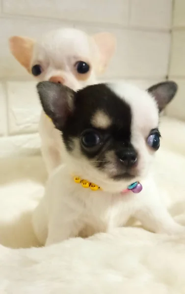 Ritratto Animali Divertenti Cucciolo Cane Divertente Chihuahua Chihuahua Sono Attraenti — Foto Stock