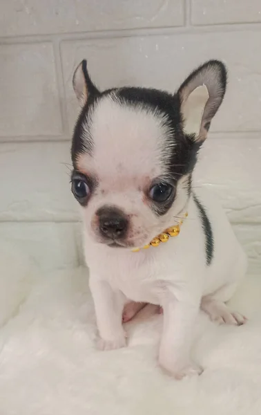 Πορτρέτο Αστεία Ζώα Ενός Chihuahua Αστείο Σκυλάκι Κουτάβι Chihuahua Είναι — Φωτογραφία Αρχείου