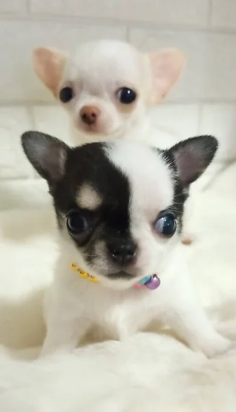 Bir Chihuahua Köpeğinin Komik Portresi Komik Köpek Yavrusu Chihuahua Çekici — Stok fotoğraf