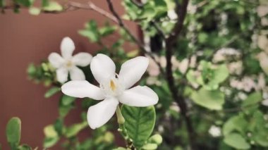 Güzel yasemin, beyaz yasemin çiçeği, beş yapraklı yasemin çiçekleri açıyor, beyaz renk, sarı polenli küçük beş yaprak, bahçede açan çiçekler güzel görünüyor..