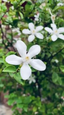 Güzel yasemin, beyaz yasemin çiçeği, beş yapraklı yasemin çiçekleri açıyor, beyaz renk, sarı polenli küçük beş yaprak, bahçede açan çiçekler güzel görünüyor..
