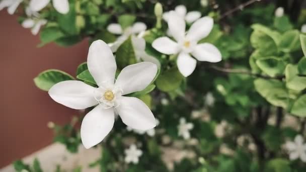 Schöne Jasmin Weiße Jasminblüte Fünfblättrige Weiße Jasminblüten Blühen Weiße Farbe — Stockvideo