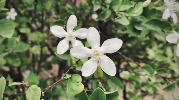 Schöne Jasmin Weiße Jasminblüte Fünfblättrige Weiße Jasminblüten Blühen Weiße Farbe — Stockvideo