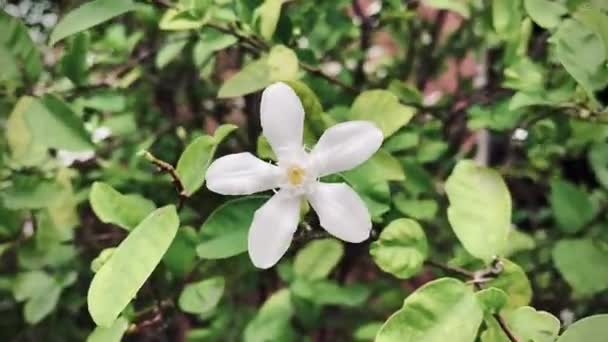 Όμορφο Γιασεμί Λευκό Λουλούδι Γιασεμί Πέντε Πέταλα Λευκά Λουλούδια Γιασεμί — Αρχείο Βίντεο