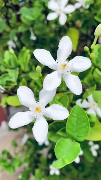 Mooie Jasmijn Witte Jasmijn Bloem Vijf Blaadjes Witte Jasmijn Bloemen — Stockvideo