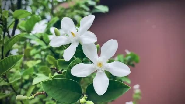Όμορφο Γιασεμί Λευκό Λουλούδι Γιασεμί Πέντε Πέταλα Λευκά Λουλούδια Γιασεμί — Αρχείο Βίντεο