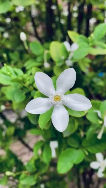 Iasomie Frumoasă Floare Iasomie Albă Flori Albe Iasomie Sunt Înflorite — Videoclip de stoc