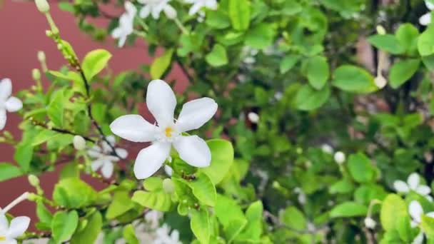 Schöne Jasmin Weiße Jasminblüte Fünfblättrige Weiße Jasminblüten Blühen Weiße Farbe — Stockvideo