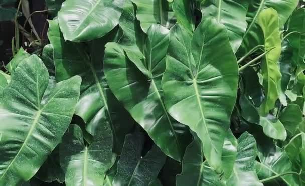 Grüner Hintergrund Blätter Hintergrund Zierpflanze Hintergrund Ist Eine Schön Aussehende — Stockvideo
