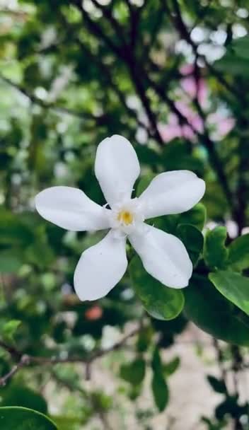 Gyönyörű Jázmin Fehér Jázmin Virág Szirmú Fehér Jázmin Virágok Virágzik — Stock videók