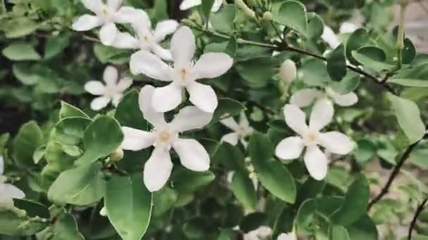Güzel Yasemin Beyaz Yasemin Çiçeği Beş Yapraklı Yasemin Çiçekleri Açıyor — Stok video