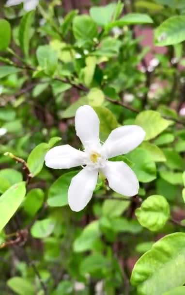 Belo Jasmim Flor Jasmim Branco Cinco Pétalas Flores Jasmim Branco — Vídeo de Stock