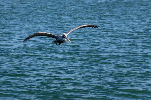 Pelikan Fliegt Über Ozeanwellen — Stockfoto