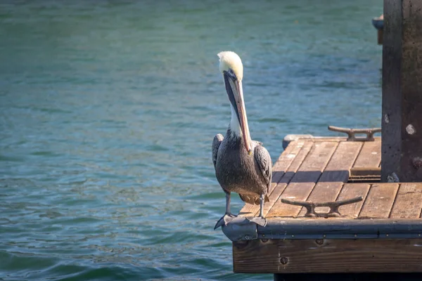 Pelican Standing Edge Wood Dock Ocean Bay — Stock Photo, Image