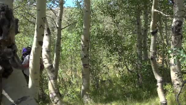バックパックを着てアスペンの森を歩く男 — ストック動画