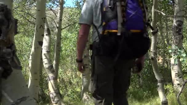 Hombre Senderismo Bosque Aspen Con Una Mochila — Vídeos de Stock