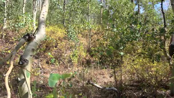 日中はアスペンの木の森を通って森の道を歩く男 — ストック動画