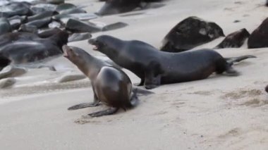 Deniz Aslanları Okyanusa Geri Dönüyor