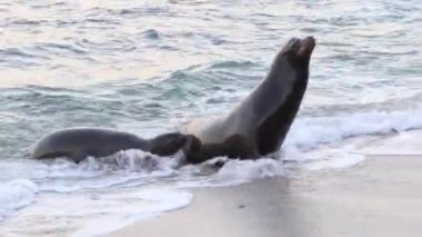 Okyanustan çıkan bir deniz aslanı.