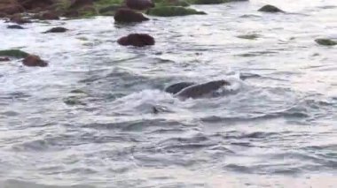 Dalgalarda oynayan ve havlayan iki deniz aslanı