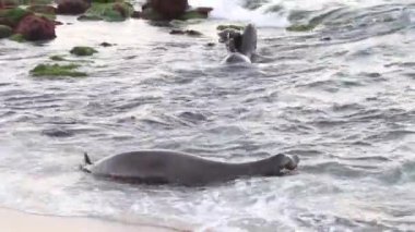 Dalgalarda oynayan ve havlayan iki deniz aslanı