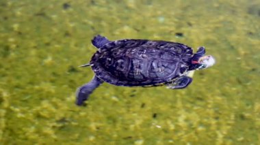 Gölette Yüzen Kaplumbağa