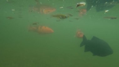 Bazı Koi balıkları gölette yüzüyor.