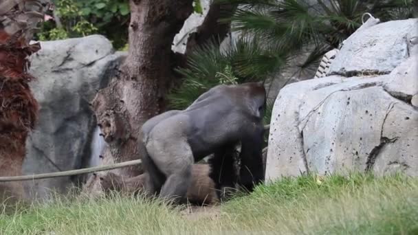 Gorila Recogiendo Ramas Zoológico — Vídeo de stock