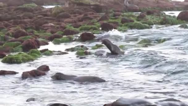 波で遊んで吠える2頭のアシカ — ストック動画