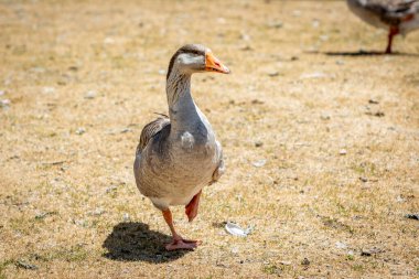 A large gray colored goose standing on its left foot and looking sideways at the camera