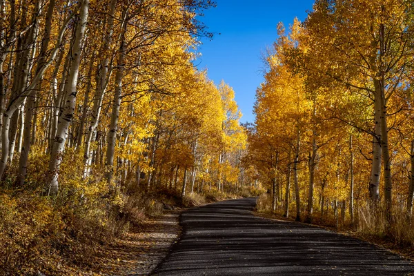 Gold colored autumn leaves on aspen leaves lining a road in the mountains in the fall