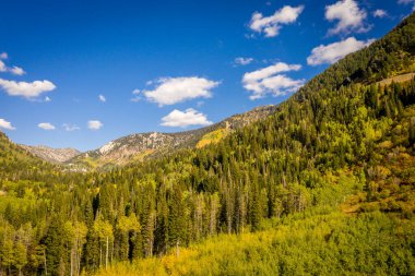 Coniferous pine forest in the mountains during a summer day