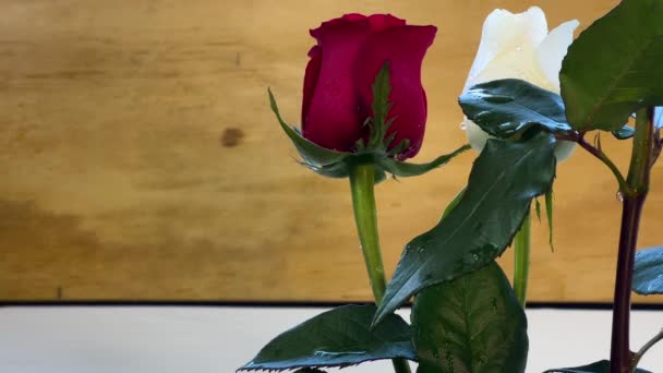 Троянда Червона Біла Рожева Деревина Фоні Крапель Води Легкий Вітер — стокове відео
