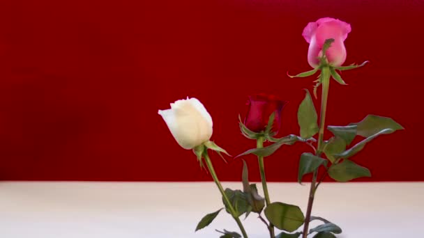 장미꽃빛을 배경으로 분홍색 오르고 산들바람 — 비디오