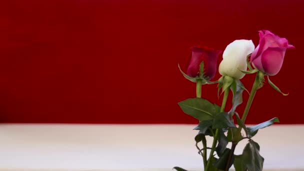 玫瑰红色白色天鹅绒红色底色淡淡的水滴轻风飞舞水汽4K — 图库视频影像